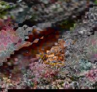 Pelorus and Orpheus Islands - Accommodation in Bendigo