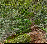 Red Cedar Loop - Accommodation in Bendigo