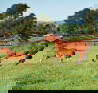 Scone - Accommodation in Bendigo