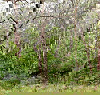 Scutts Hut Trail - Accommodation in Bendigo