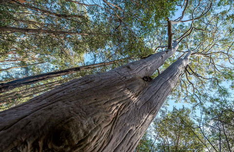 Wallumatta Nature Reserve - Accommodation in Bendigo 0