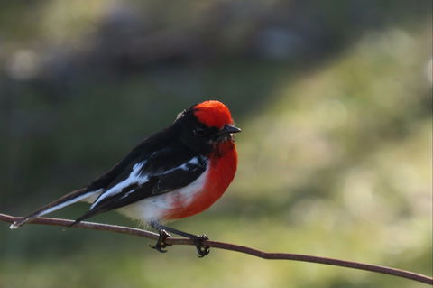 Weddin Bird Trails - Accommodation in Bendigo 0