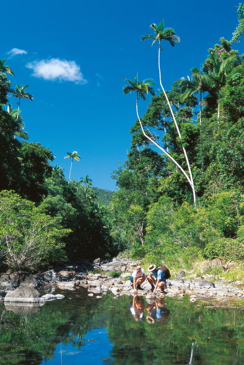 Airlie Beach To Cedar Creek Falls - Accommodation in Bendigo 1