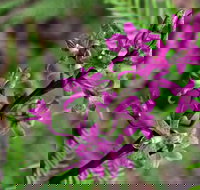 Cassinia Walking Track - Accommodation in Bendigo