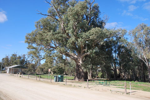 Giant Gum Tree - Accommodation in Bendigo 0