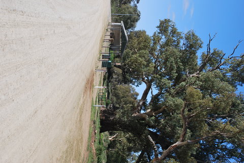 Giant Gum Tree - Accommodation in Bendigo 1