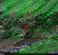 Goldsborough Valley Wooroonooran National Park - Accommodation in Bendigo