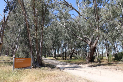 Gunbower Island Forest Drive - Accommodation in Bendigo 2