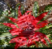 Inverawe Native Gardens - Accommodation in Bendigo