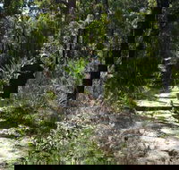 Karloo Walking Track - Accommodation in Bendigo