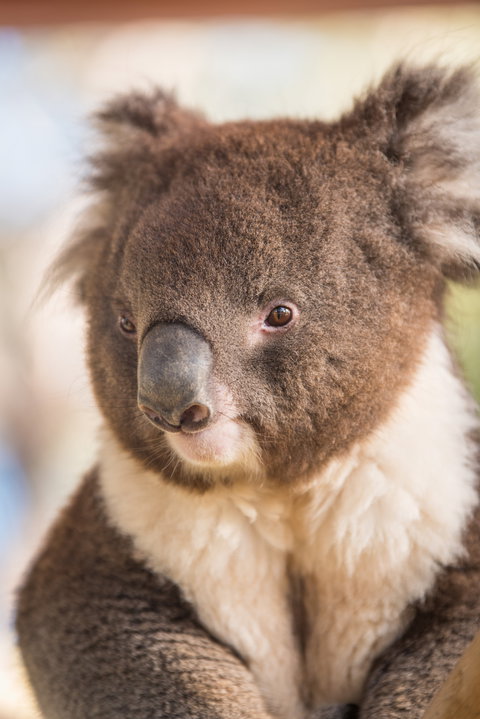 Kyabram Fauna Park - Accommodation in Bendigo 0