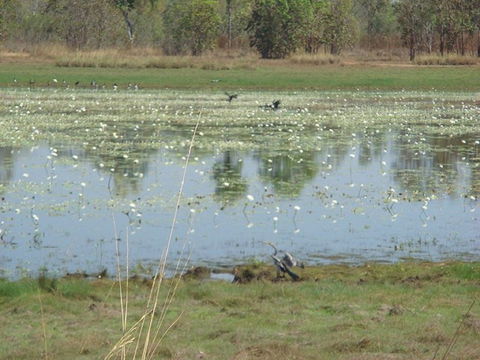 Leaning Tree Lagoon Nature Park - Accommodation in Bendigo 0