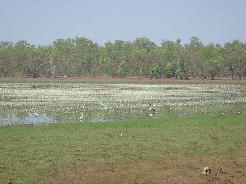 Leaning Tree Lagoon Nature Park - Accommodation in Bendigo 1