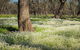 Leaghur State Park - thumb 0