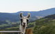 Llama Walks Tasmania - thumb 0