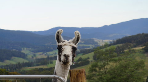 Llama Walks Tasmania - Accommodation in Bendigo 0