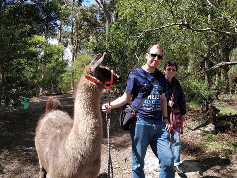 Llama Walks Tasmania - Accommodation in Bendigo 1