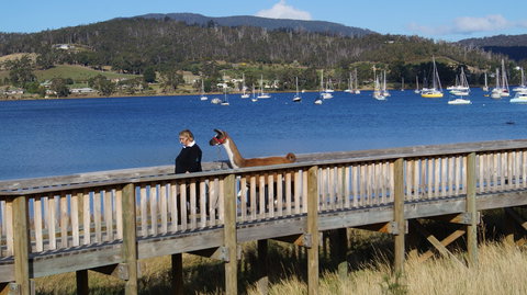 Llama Walks Tasmania - Accommodation in Bendigo 2
