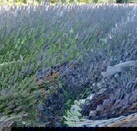 Melton - Accommodation in Bendigo