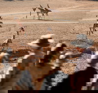 Monarto Safari Park - Accommodation in Bendigo