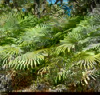 Mungo Rainforest Walk - Accommodation in Bendigo