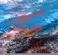 Ningaloo Marine Park - Accommodation in Bendigo