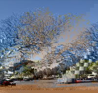 Old Boab Tree in Cavenagh Street - Accommodation in Bendigo