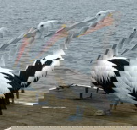 Pelican Feeding - Accommodation in Bendigo