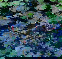 Pine Creek Water Gardens - Accommodation in Bendigo