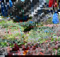 Portsea Market - Accommodation in Bendigo