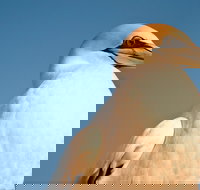 Port Phillip Heads Marine National Park - Accommodation in Bendigo