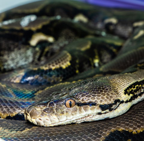 Serpentarium Wildlife Park Tasmania - Accommodation in Bendigo 1