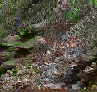Understory Art In Nature - Accommodation in Bendigo