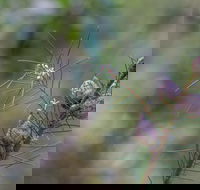 Wallumatta Loop Trail - Accommodation in Bendigo