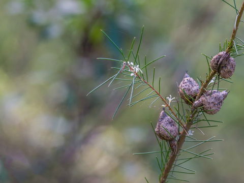 Wallumatta Loop Trail - Accommodation in Bendigo 0