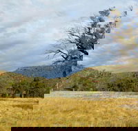 Weddin Mountains National Park - Accommodation in Bendigo