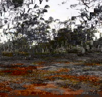 Woylie Walk Dryandra Woodland - Accommodation in Bendigo