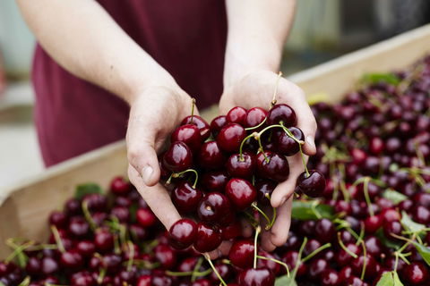 Yarra Valley Cherries - Accommodation in Bendigo 0