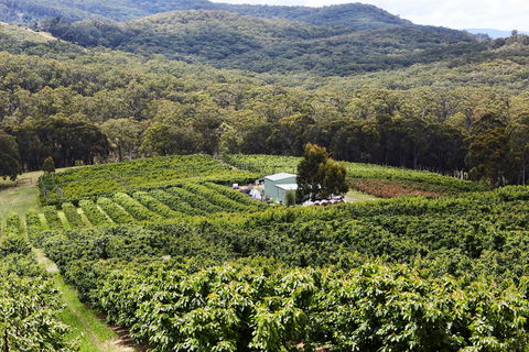 Yarra Valley Cherries - Accommodation in Bendigo 2