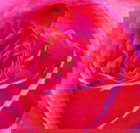 Abandon Stress Mobile Massage - Accommodation in Bendigo