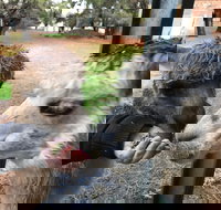 Alpaca Farm Experience at Crookwell - Accommodation in Bendigo