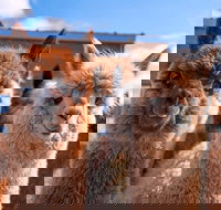 Animal Farm Visit - Accommodation in Bendigo