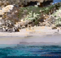 Australian Sea Lions - Accommodation in Bendigo