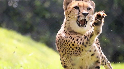 Billabong Zoo: Koala And Wildlife Park - Accommodation in Bendigo 0