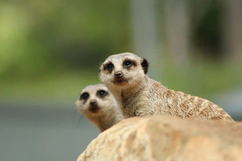 Billabong Zoo: Koala And Wildlife Park - Accommodation in Bendigo 1