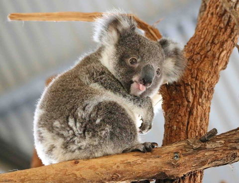 Billabong Zoo: Koala And Wildlife Park - Accommodation in Bendigo 2