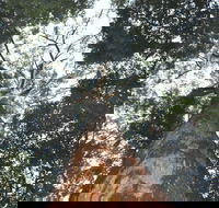 Bird Tree and Benaroon - Accommodation in Bendigo