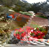 Blue Hills Berries and Cherries - Accommodation in Bendigo