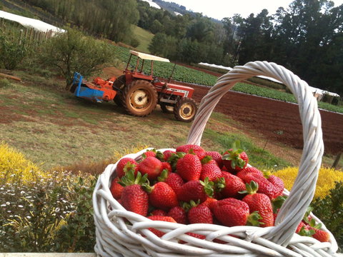 Blue Hills Berries And Cherries - Accommodation in Bendigo 0