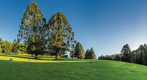 Bunya Mountains National Park - Accommodation in Bendigo 0